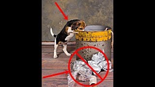 Tutorial enseñar a tu perro a no tirar la basura (Tutorial to teach your dog not to throw garbage)