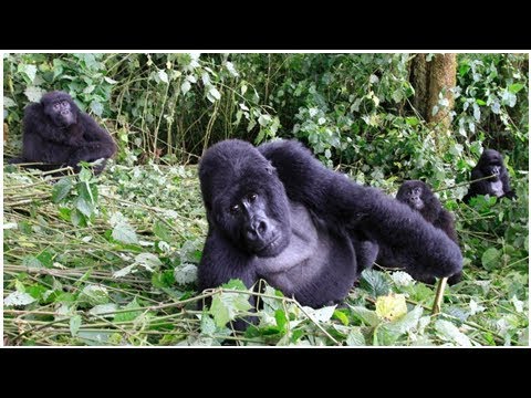 Video: Virunga ist ein Nationalpark in der Demokratischen Republik Kongo. Beschreibung, Pflanzen und Tiere. Nationalparks der Demokratischen Republik Kongo: Liste