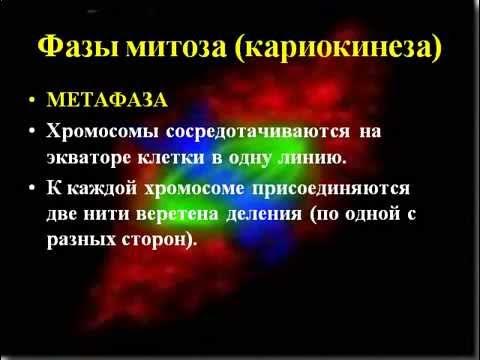Презентация митоз и мейоз