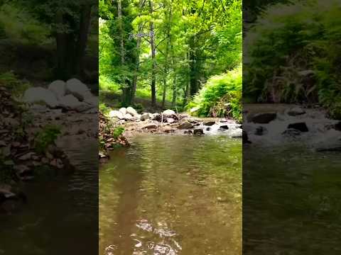 الغابة الملونة تيزغبان سكيكدة غابات الجزائر سكيكدة الطبيعة الخلابة شلالات اكتشف الجزائر