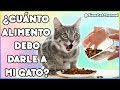 CÚANTAS VECES AL DÍA DEBO ALIMENTAR A MI GATO Y CUANTO ALIMENTO DARLE - SiamCatChannel