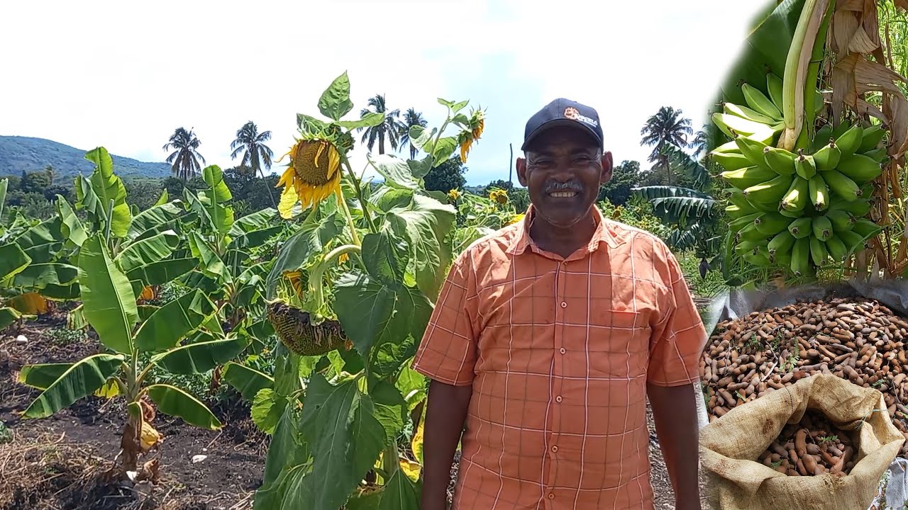 La cosecha Ubaldo en su conuco, La vida del campo