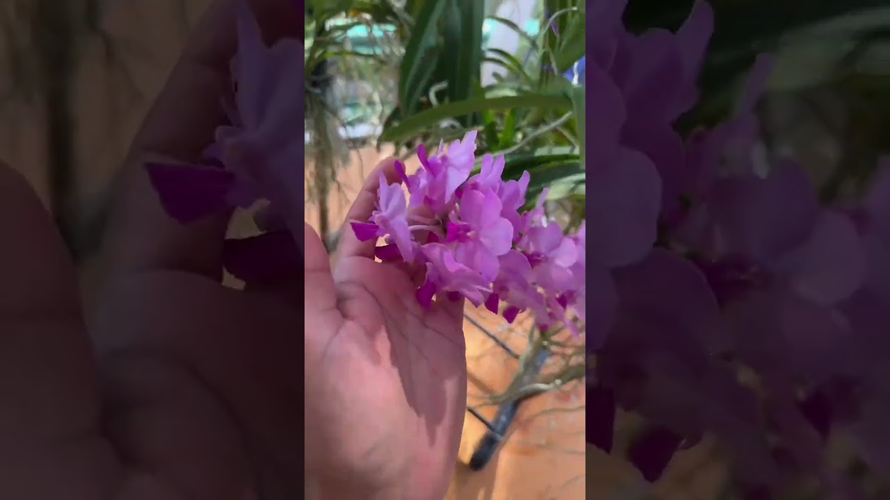 Moving Orchids Inside from the cold temps 