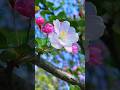 Colorful Flower Garden Serenity 🌷 | Nature’s Beauty with Peaceful Music | SM Nature & Flower Vlogs