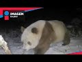 Avistan raro oso panda pardo por primera vez en seis años