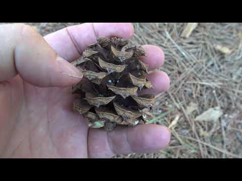 Video: Lacebark Pine -tiedot - Lacebark-mäntyjen kasvattaminen puutarhoissa