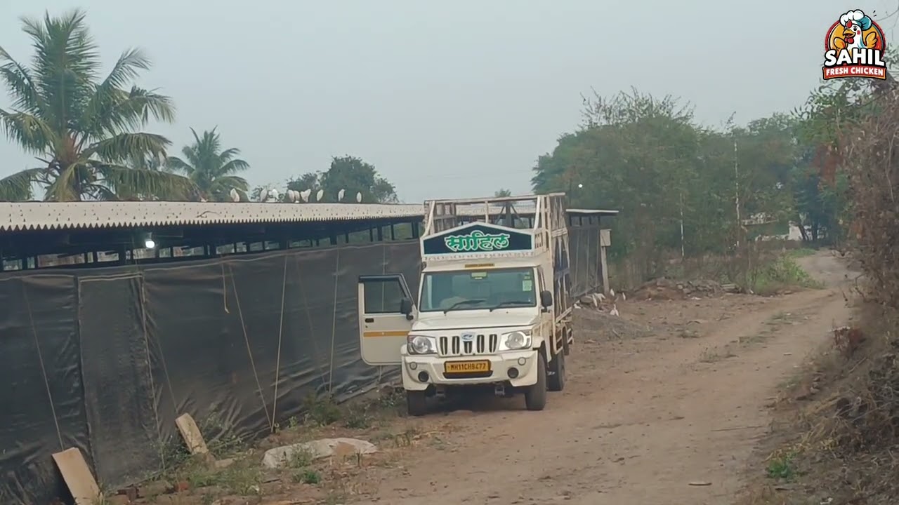 Amazing Full Video in Broyalar poultry farm loading ( Sahil Chicken Mutton Cutting )