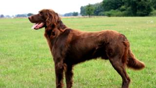 Wachtelhund. A good man's best friend by World animals 7,528 views 7 years ago 1 minute, 6 seconds