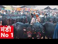 बिकाऊ मुर्रा भैंसें I Murrah Buffalo for sale I Mandi no 1 from Punjab Rampura Phul