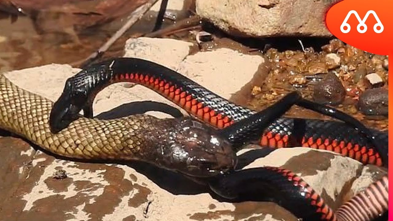 BATALHA DE COBRAS NA AUSTRÁLIA