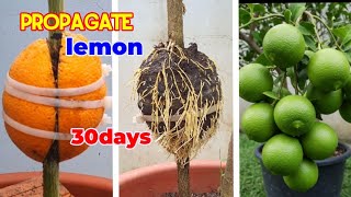 Best Method Propagate Lemon Tree 30 Days Air Layering Lemon Tree Fast Grow Lemon Tree 