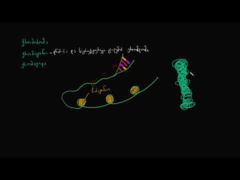 ქრომოსომები, ქრომატიდები და ქრომატინი