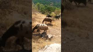 Siya Dare Sewi Mayı