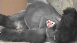 大あくびをするシルバーバックハオコ🦍🥱　Silver back Haoko with a big yawn🦍🥱