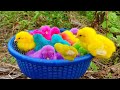 Catching chickenscute chickensrainbow chickenscolorful chickensrainbow chickensanimals cute 103