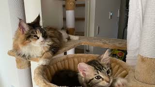 Maine coon cats @jsglobalinvestmentinc by JS Global Investment Inc.  5,089 views 2 years ago 1 minute, 24 seconds