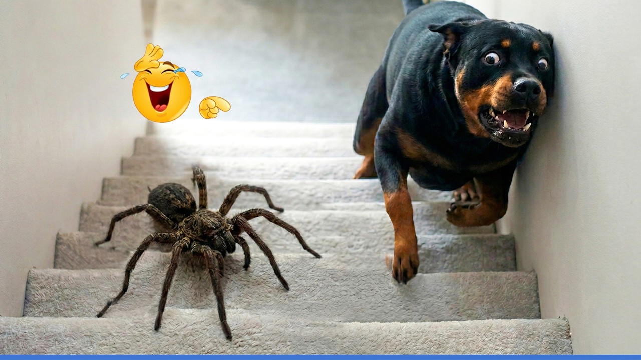 You Can’t Stop Laughing At These Pets 🤣 Funny Pets Compilation 🐾