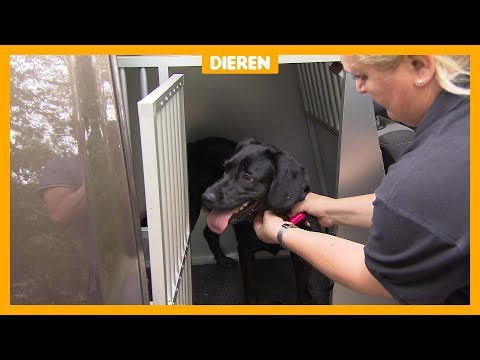 Video: Hoe U GPS-halsbanden Voor Het Volgen Van Honden Gebruikt Om Uw Pup Te Helpen Afvallen