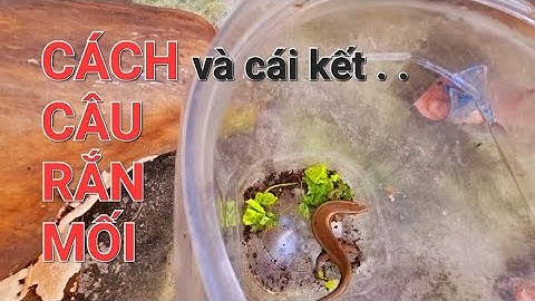 Cách Câu Rắn Mối và cái kết... | Nhật Ký Thiên Ân