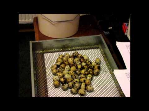 Video: Japonska Prepelica (Coturnix Japonica) - Zadrževanje Na Podeželju In V Stanovanju