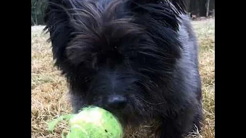 Gracie really wants to play ball