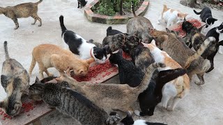 Feeding A lot food To Cats
