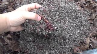 Worm Bin: Unboxing Worms!!!