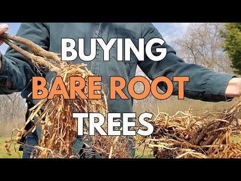 Native Tree Plant Haul! Buying Bare Root Trees