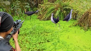 BERBURU BURUNG RUAK RUAK DENGAN SUARA PIKAT SERU‼️