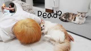 How Do My Cats React When I Die? (ft. My Mom)