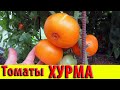 Томаты сорт Хурма удивительный, урожайный и вкусный!