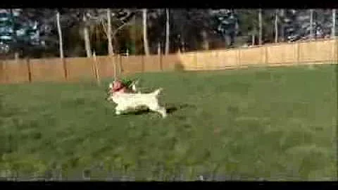 When Goldendoodles & Whippets Play - Again!