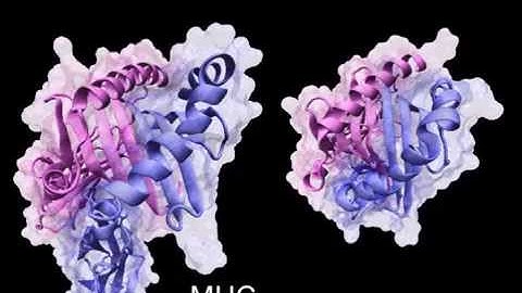 Peptide Motion on MHC Groove