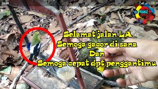 Lama gk upload krna burung Sirtu pemikat mati #sirtu #gacor