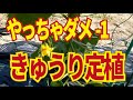きゅうりの定植。やってはいけないキュウリの植え方と、キュウリ栽培で生育初期にやるべき芽欠きのやり方。4/16