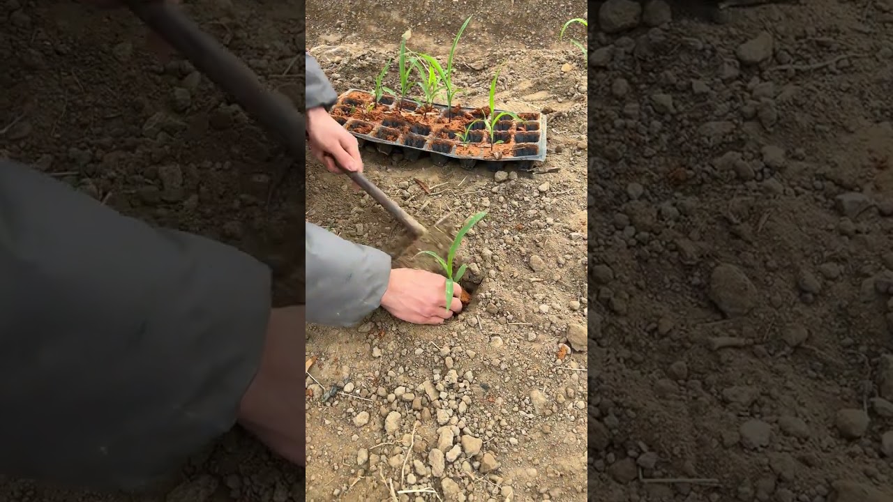 Spring corn planting begins Rural life One hard work is harvested One's gains Planting corn fiel