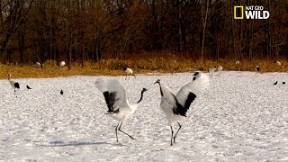 Les grues du Japon