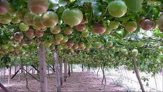 WOW! Amazing Agriculture Technology - Passion fruit