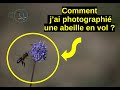 Photo animalière : comment photographier une abeille en vol (tuto)
