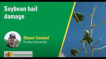 Soybean Hail Damage