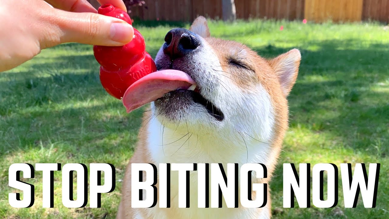 Stopping Puppy Bite Now | Super Shiba