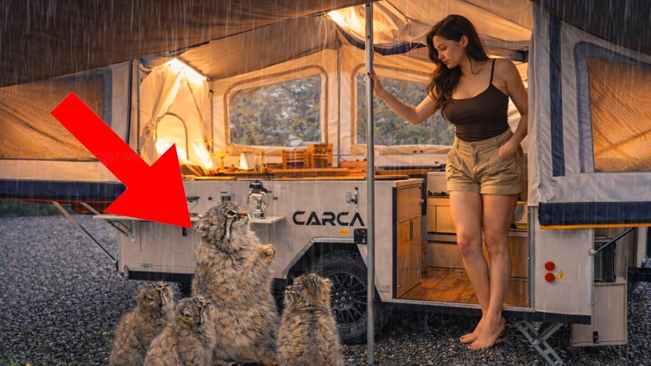 ☔️ Camping under heavy rain, I rescued wild Pallas’s CATS 