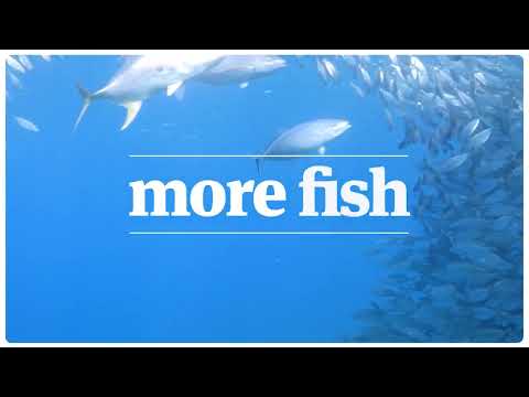 MSC 'More Fish' TVC (NZ)