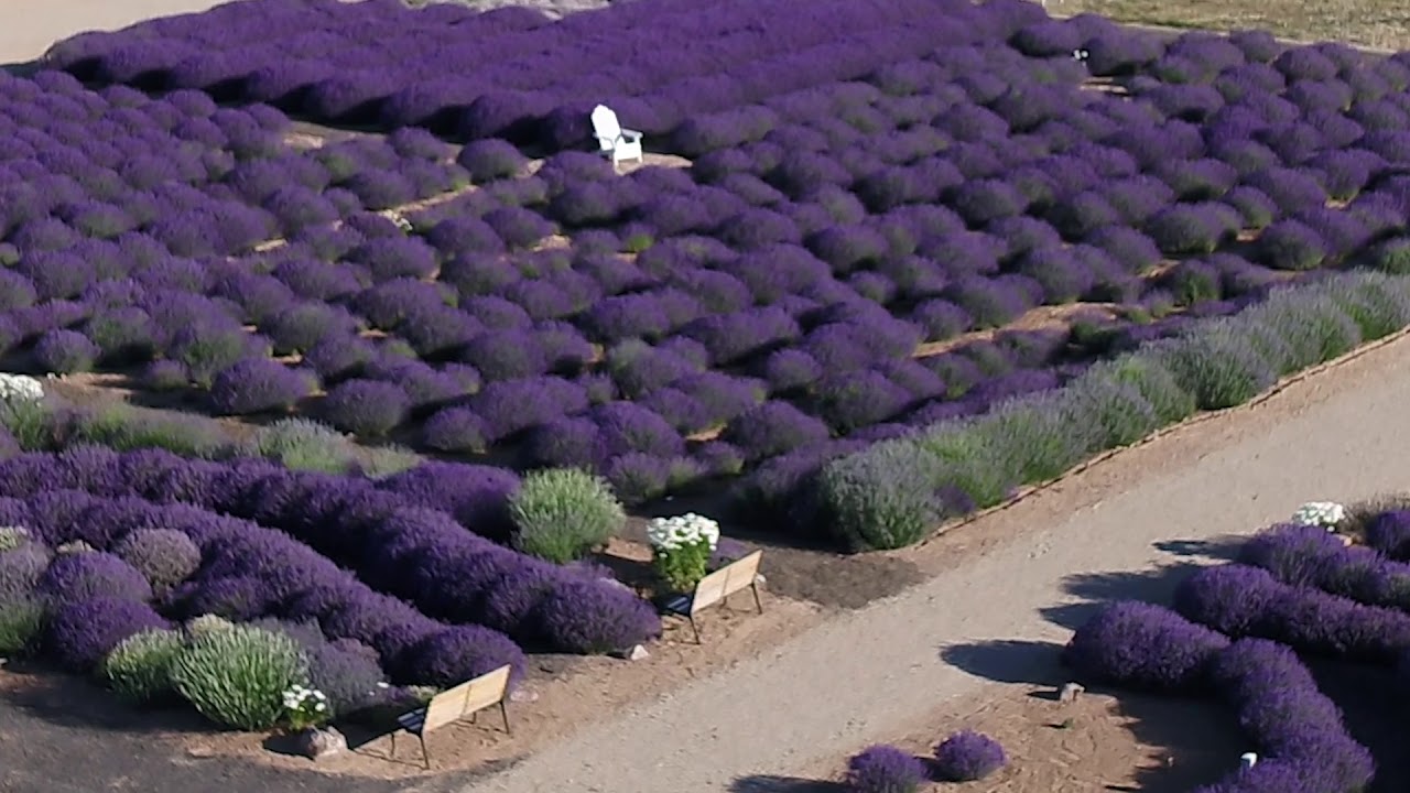 GardenTronic Lavender Acres in Meridian Idaho YouTube
