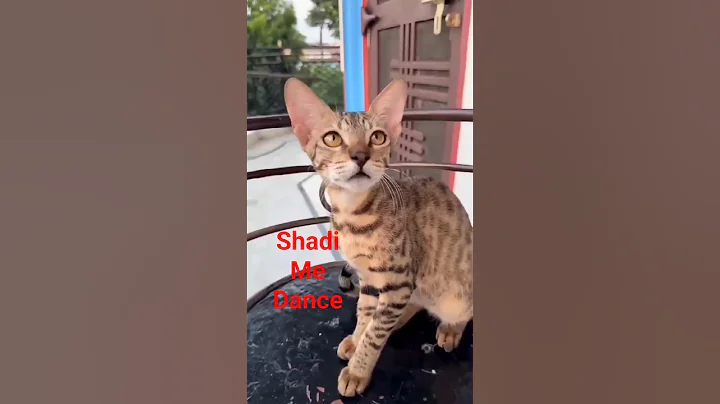 Video 11724211: american, cat