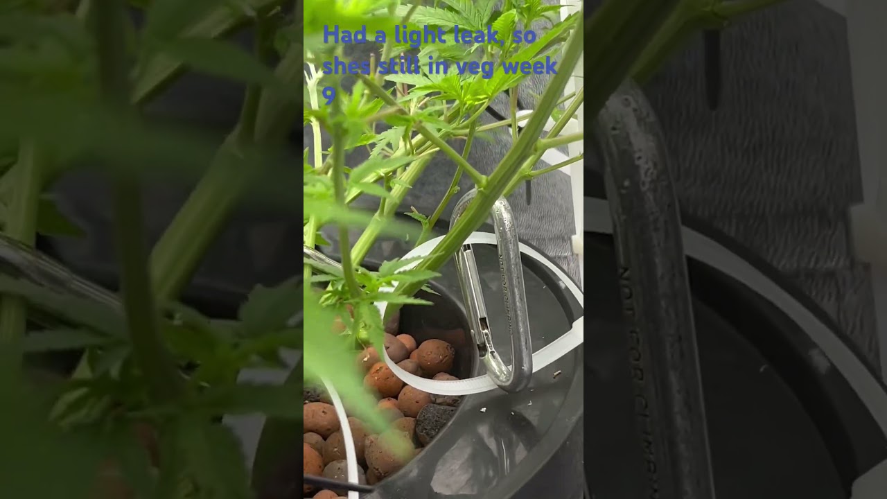 100+ bud sites 👌🏿 