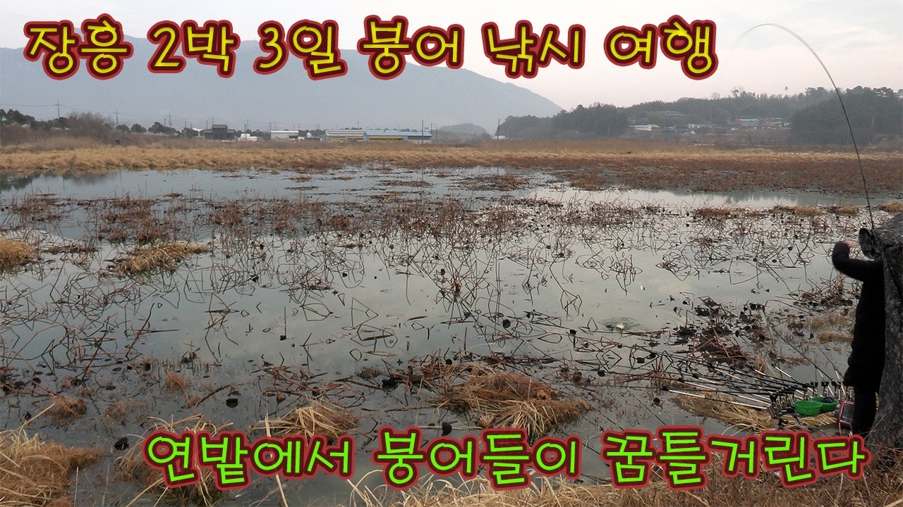 추위를 떠난 전라도 장흥에서 2박 3일 낚시 여행/ 연밭에서 붕어들이 꿈틀거린다
