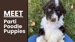 Everything About Parti Poodle Puppies by All About Mixed Breed  37 views 3 days ago 2 minutes, 5 seconds