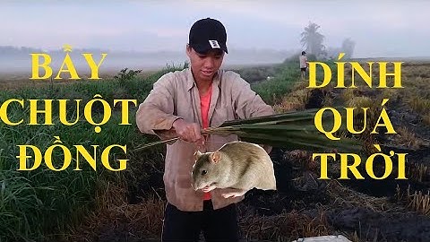 Săn Bắt Chuột Đồng Thông Minh Bằng Bẫy Không Cần Mồi, Bắt Hết Bầy Chuột Khủng - Part 2 | Tập 2