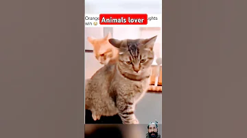 Funny And Crazy Cats 2024 Shorts Funny Cat Animals Funnyanimals Ytshorts Pets 2024 